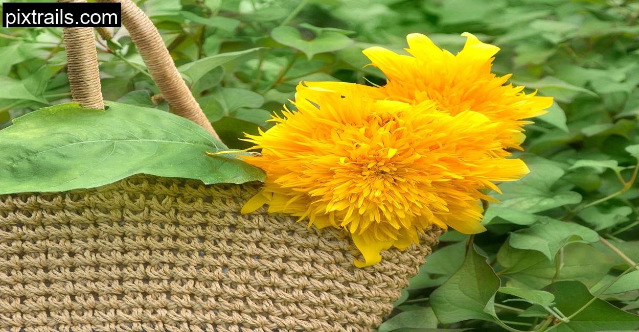 How To Grow A Cut Flower Container Garden_pixtrails_com_19