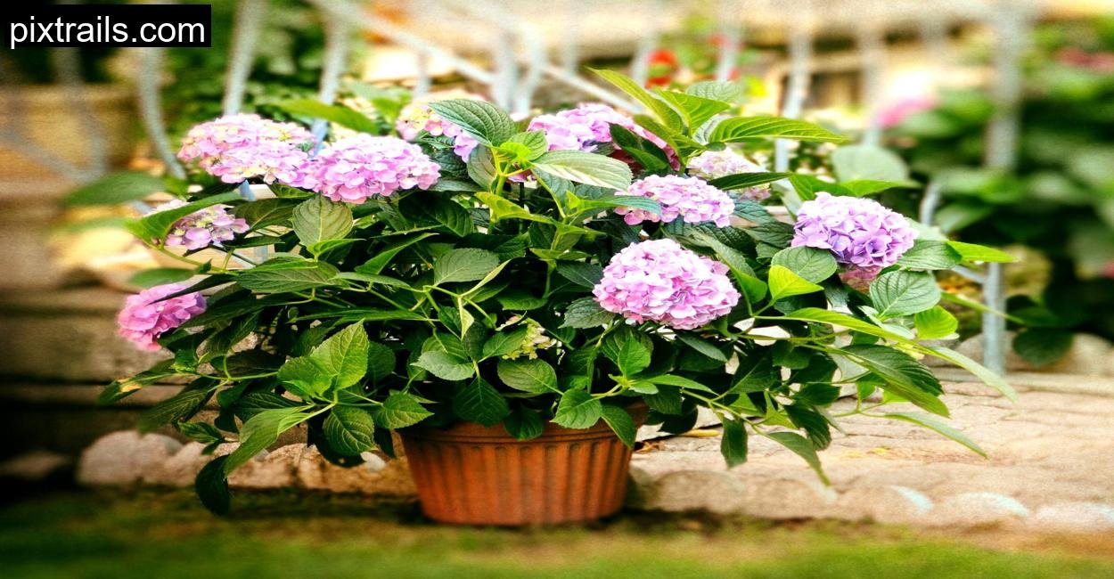 How To Grow A Cut Flower Container Garden_pixtrails_com_2