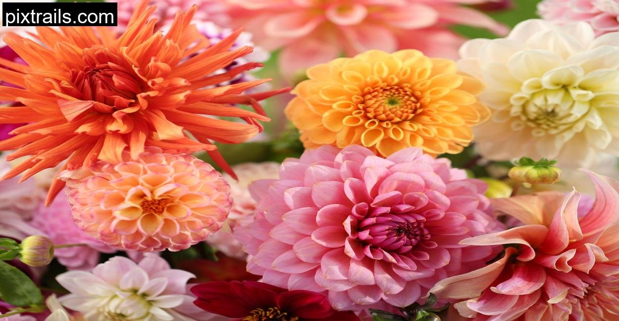 How To Grow A Cut Flower Container Garden_pixtrails_com_6