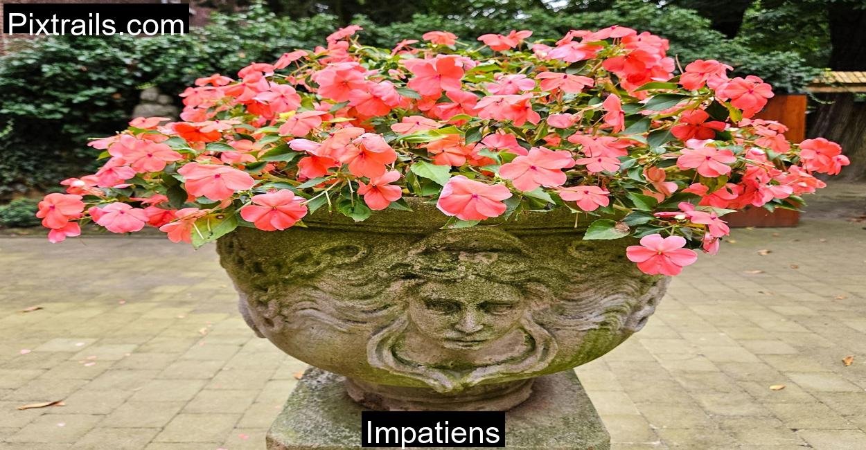 Impatiens_Pixtrails_com