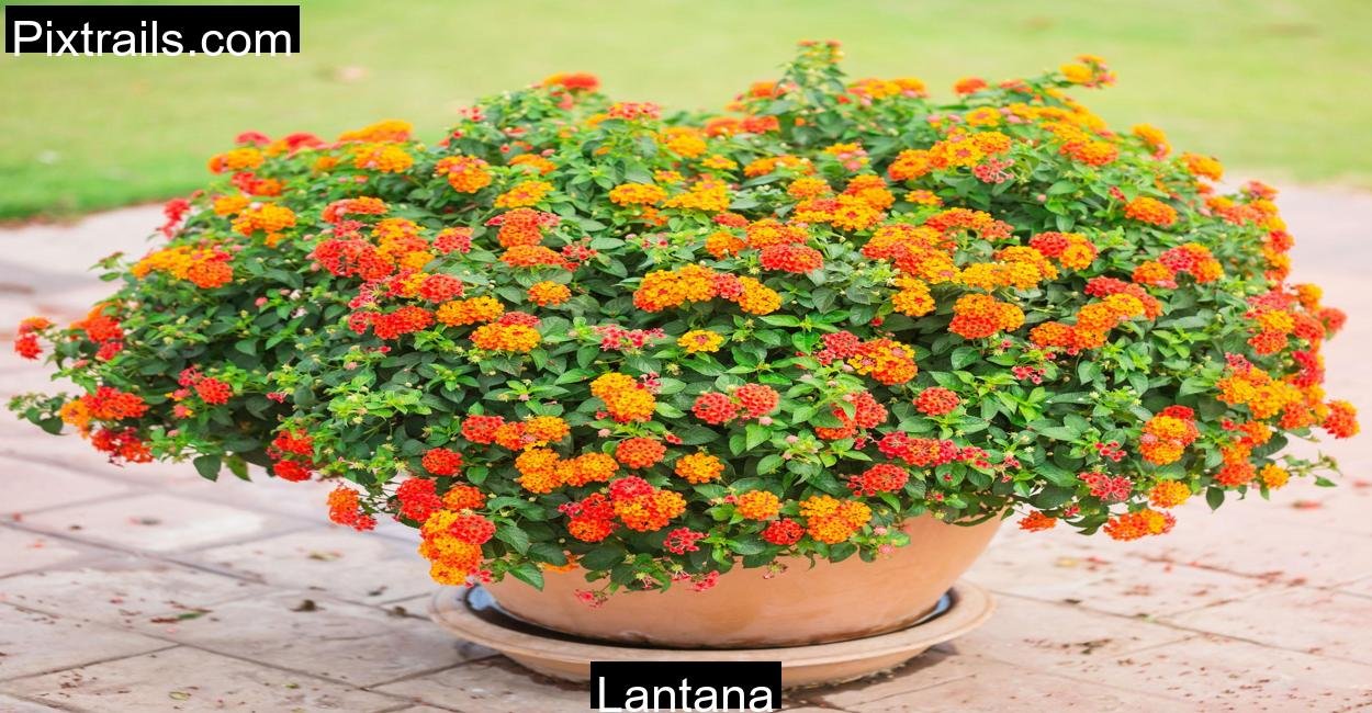 Lantana_Pixtrails_com