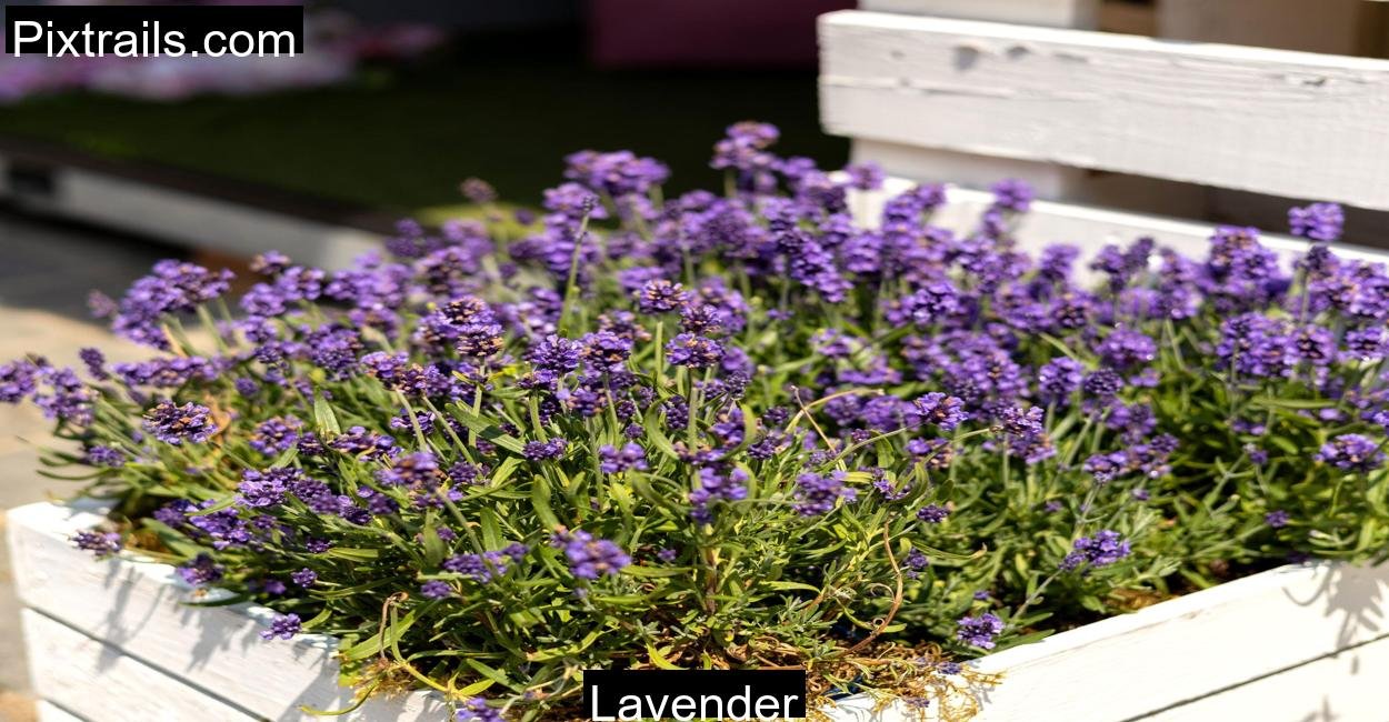 Lavender_Pixtrails_com