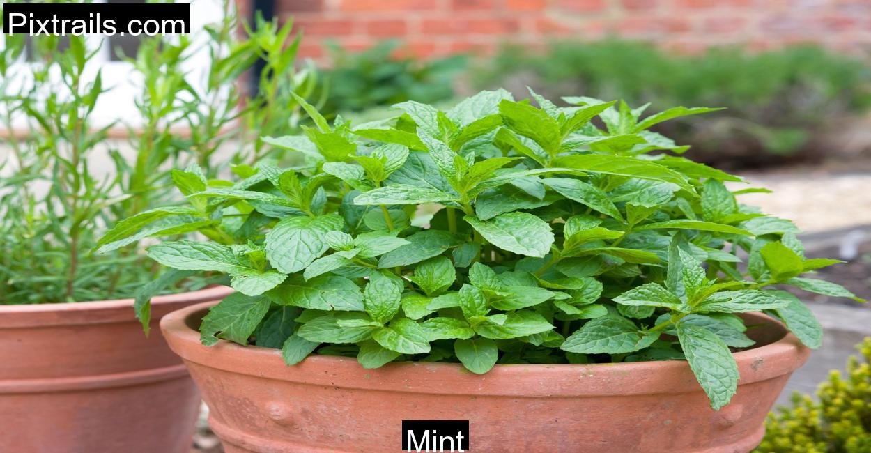 Mint_Pixtrails_com