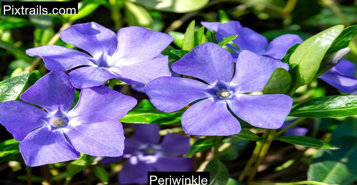 Periwinkle_Pixtrails_com