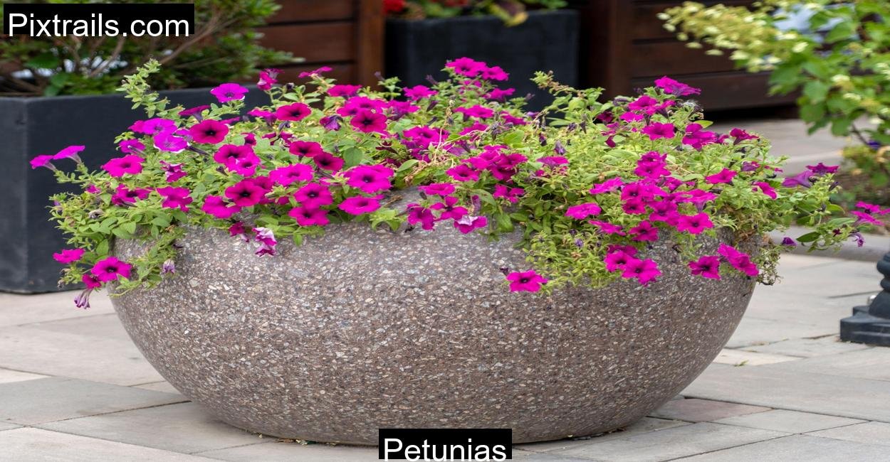Petunias_Pixtrails_com