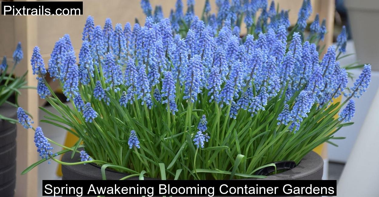 Spring-Awakening-Blooming-Container-Gardens