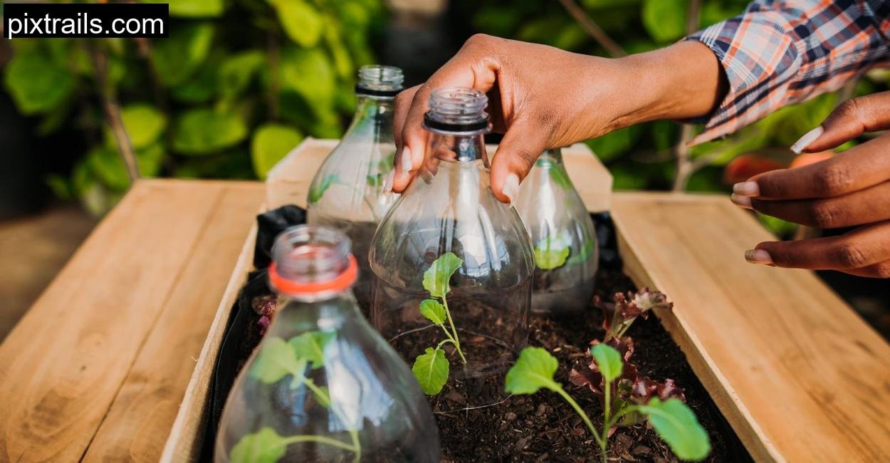 greenhouses diy_cloche